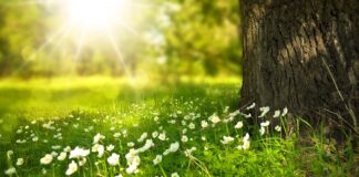 Czy w przyczepie kempingowej musi być światło cofania?