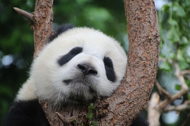 W którym zoo w Polsce jest panda? W którym zoo w Polsce jest panda?