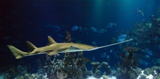 Do czego służy Piła otwornica?