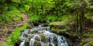 Jak zrobić mieszankę 1 do 50?