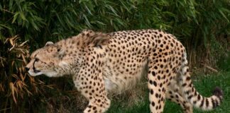 Jakie jest najszybsze Porsche na świecie?