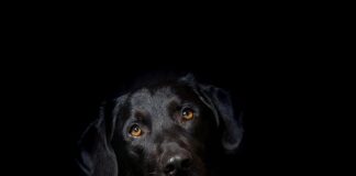 Co jest lepsze hybryda czy hybryda plug-in? Co jest lepsze hybryda czy hybryda plug-in?