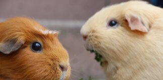 Jak zrobić gładkie ściany bez gładzi?