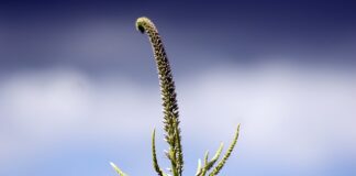Z jakiego materiału wykonane są panewki?