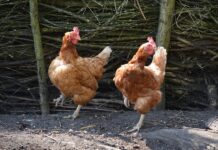 Jakie są typy nadwozia samochodów?