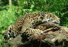 Czy warto kupić Jaguara XJ?