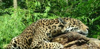 Czy warto kupić Jaguara XJ?