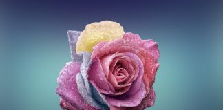 Gdzie jest fabryka Hondy?