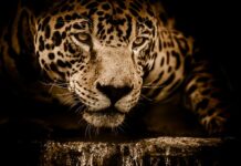 Ile kosztuje Jaguar ev400?