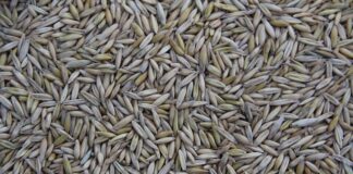 Do którego roku był produkowany Passat CC?