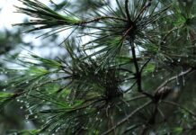 Czy bagażnik liczy się jako drzwi?