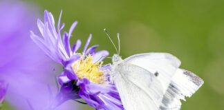 Ile jest gatunków żurawi?