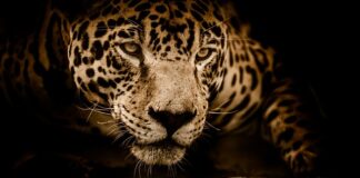 Jak szybki jest Jaguar? Jak szybki jest Jaguar?