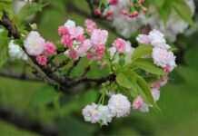 Jaka jest żywotność baterii w samochodach elektrycznych?